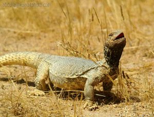 spiny-tailed lizards (Dhab)