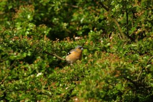 Chaffinch just blending in