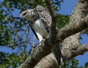 Martial eagle - youngster