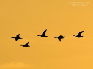 Pintails at Sunrise ...
