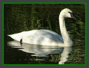 Tundra Swan