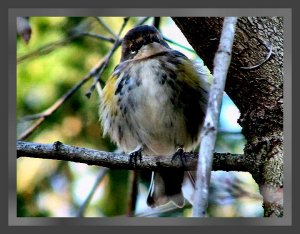 Puffed-up Warbler