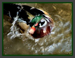 Bathing Wood Duck