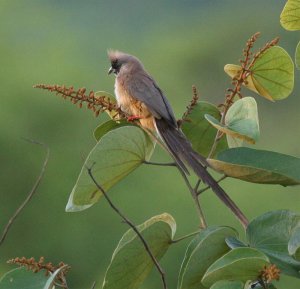 Red-backed mousebird
