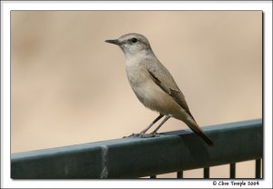 Red-tailed wheatear