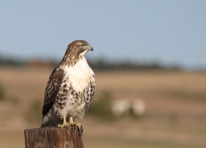 Juvie Ferruginous (now Red-tailed Hawk)
