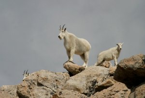 King of the Mountain