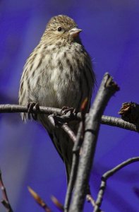 Beady Eyes Spying!