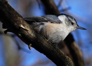 More Portfolio Filler - White-Breasted Nuthatch