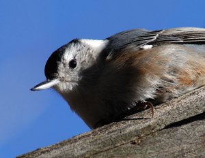 A Bucket of Chickadees...