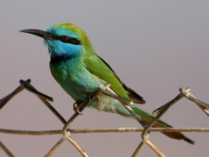 Little Green Bee Eater