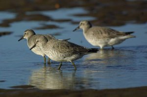 Small number of Knot