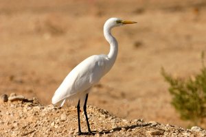 Intermediate Egret