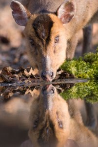 Muntjac