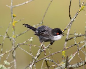 Sardinian Warbler