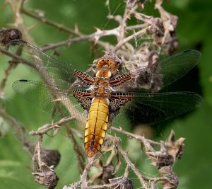 Broad-Bodied Chaser - Female