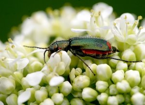 Malachite Beetle - Malachius bipustulatus