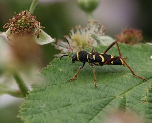 Wasp Beetle - Clytus arietis