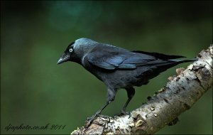 Jackdaw