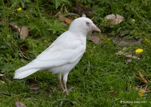 Jackdaw