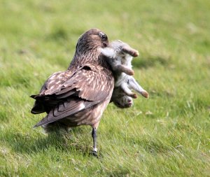 Bonxie with lunch
