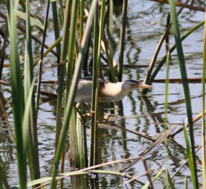 Little Bittern