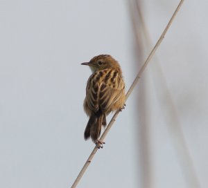 Fan-tailed Warbler