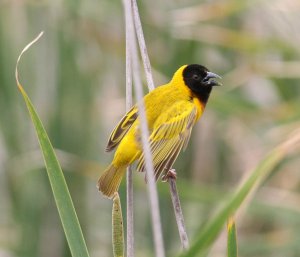 Black-headed Weaver