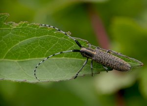 Golden-bloomed Grey Longhorn - Agapanthia villosoviridescens