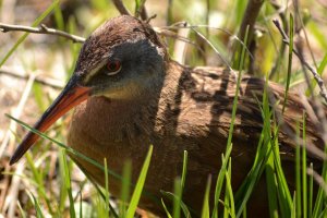 Virginia Rail