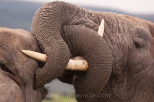 Elephants eye-to-eye