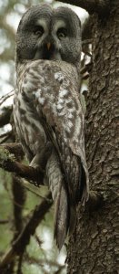 Great Grey Owl