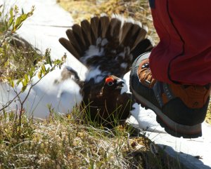 When birds attack - Willow Grouse