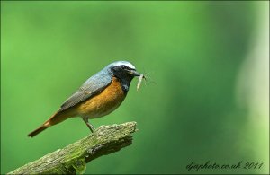 Male Redstart