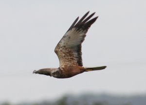 Marsh Harrier