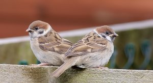 Pr of Tree Sparrow chicks