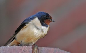 Swallow on a gate