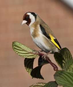 Goldfinch