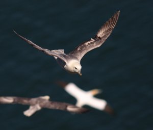 Fulmar