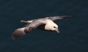 Fulmar