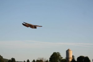 Peregrine Falcon