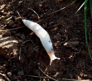 Albino Slug