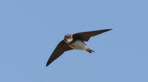 Sand Martin