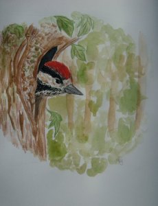 Great spotted woodpecker fledgling painting
