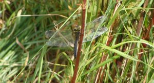 scarce chaser