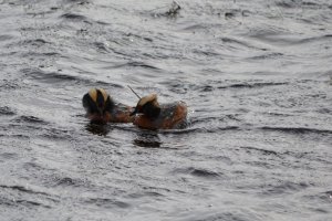 Gossiping Grebes