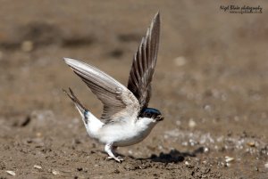 House Martin