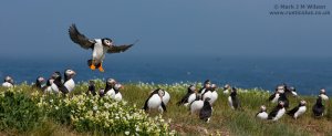 Puffin Pano