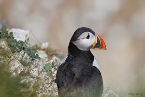 Puffin