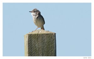 White Throat